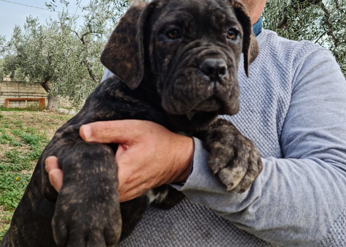 cuccioli allevamento la torre