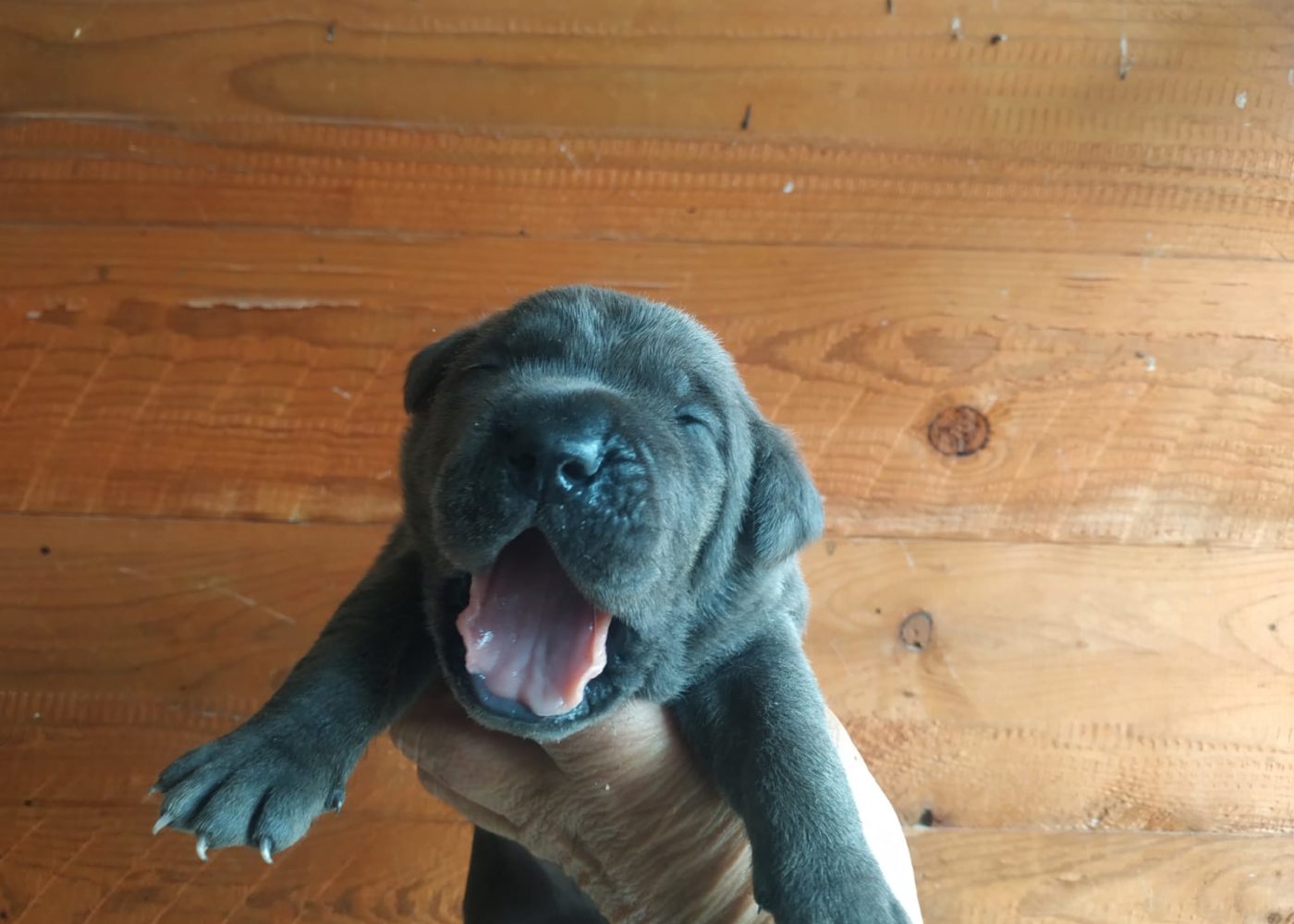 cuccioli allevamento la torre
